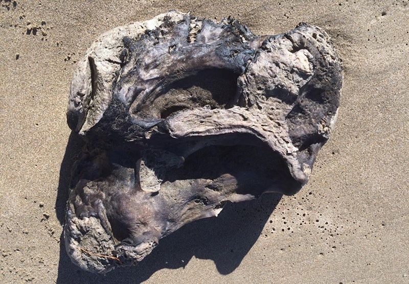 Ambergris We Buy and Sell Ambergris Buying & Selling